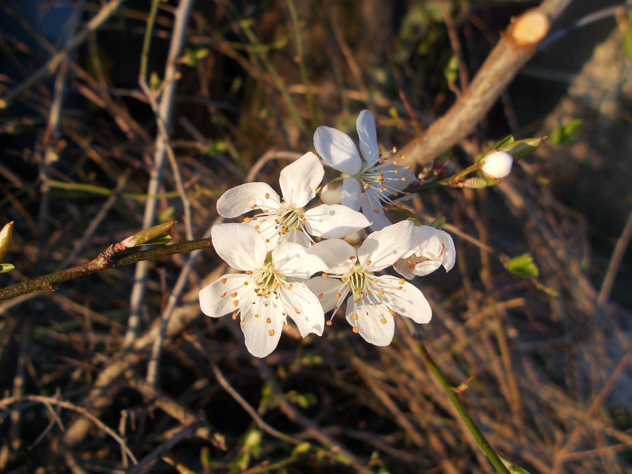 flower floral plant free photo