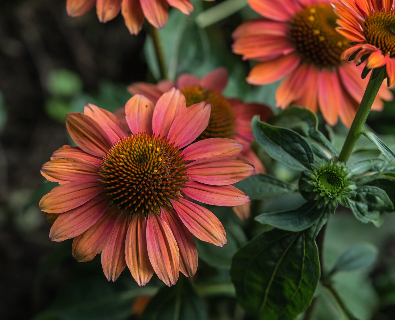 flower gerbera plant free photo