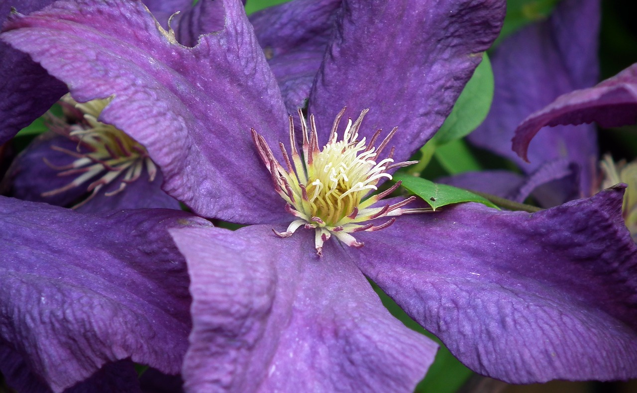 flower clematis nature free photo