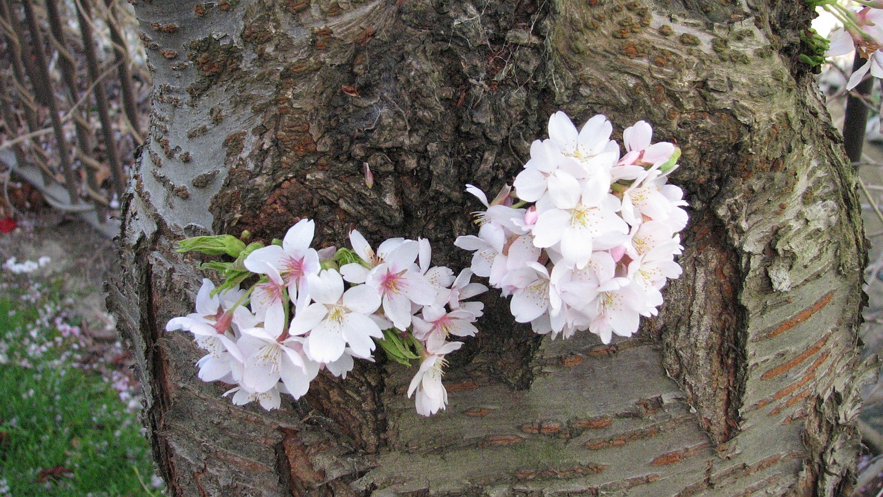 flower nature tree free photo