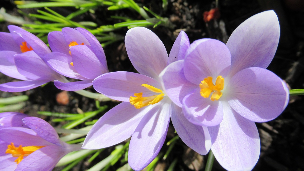 flower flora blooming free photo