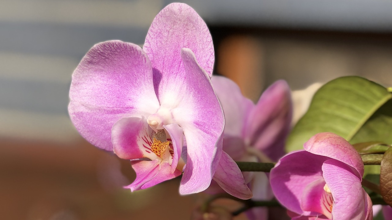 flower plant nature free photo