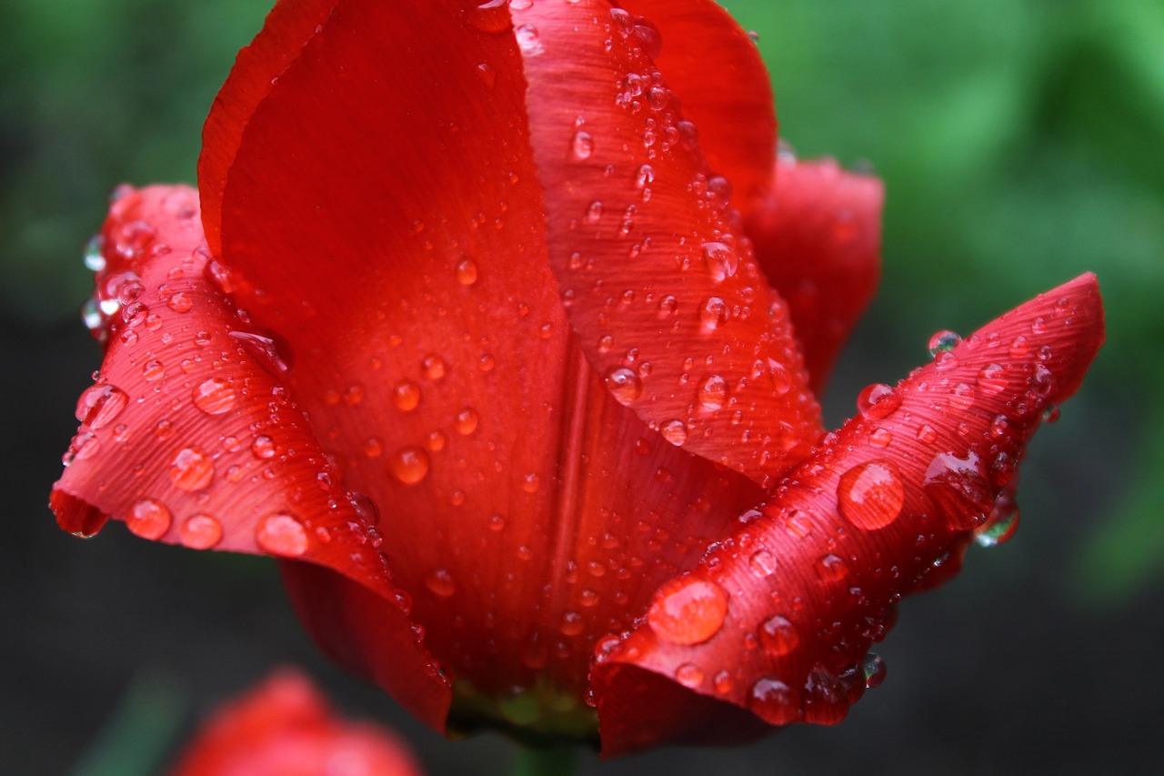 flower tulip nature free photo