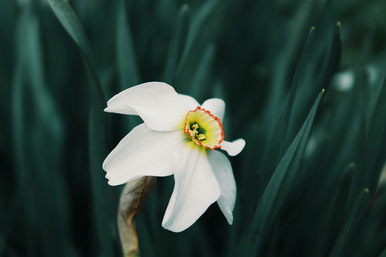 flower narcissus nature free photo