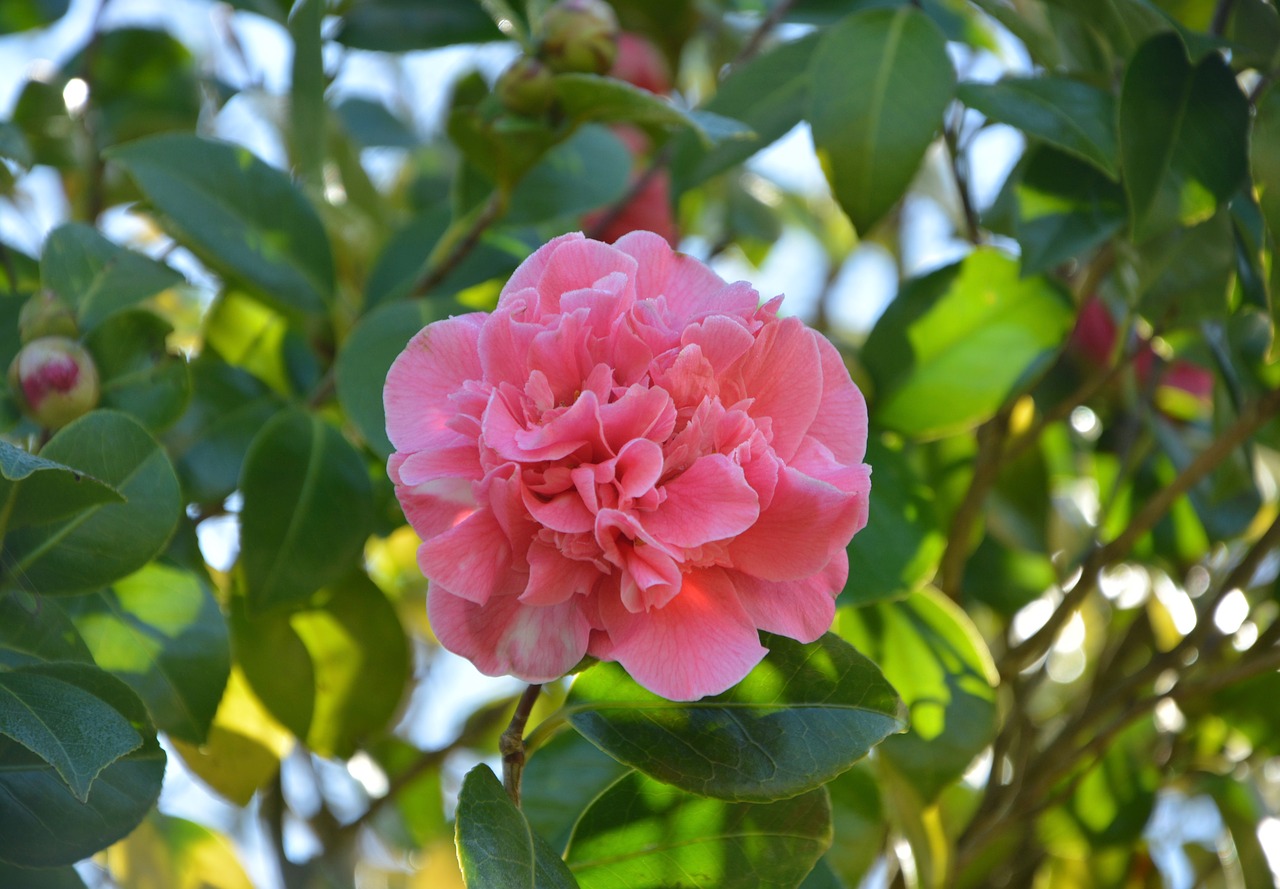 flower flower of camellia camellia pink free photo