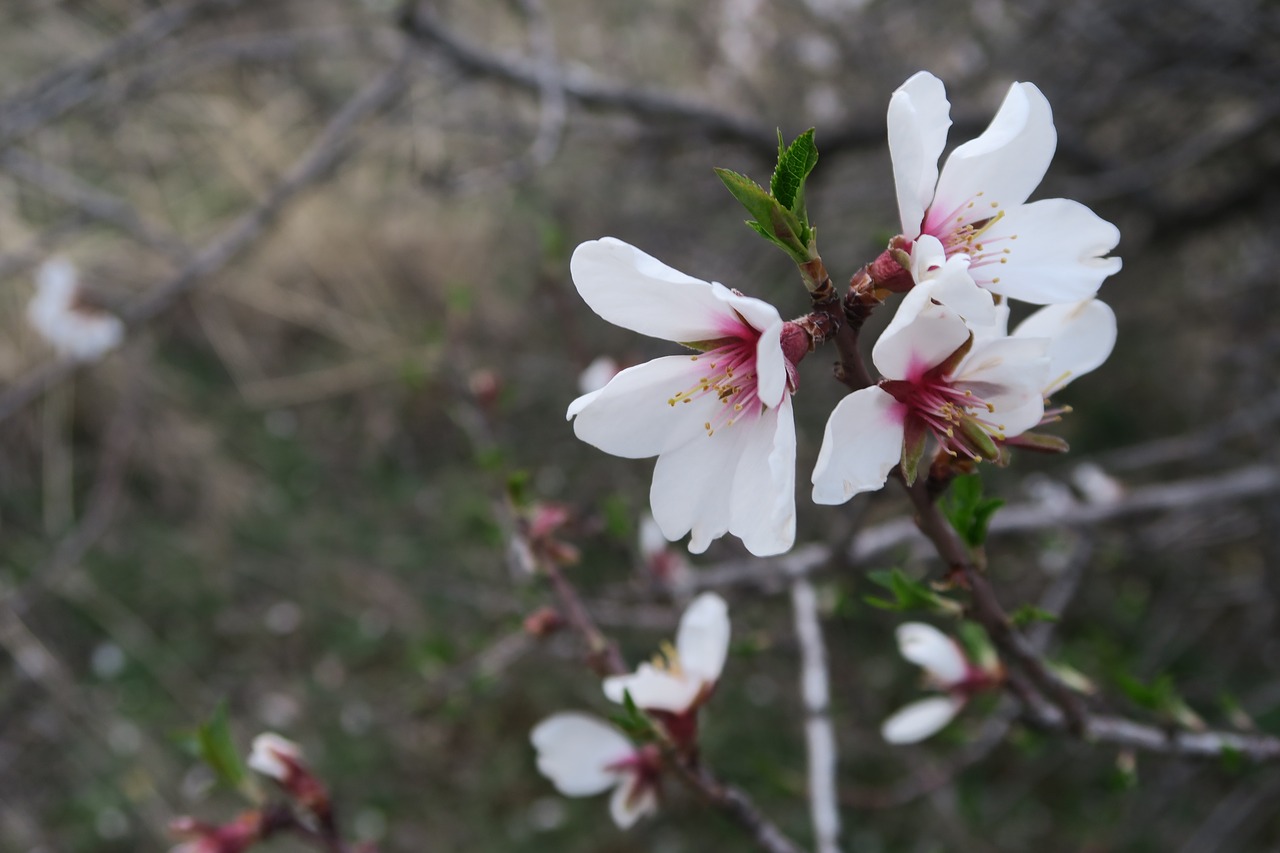 flower nature tree free photo