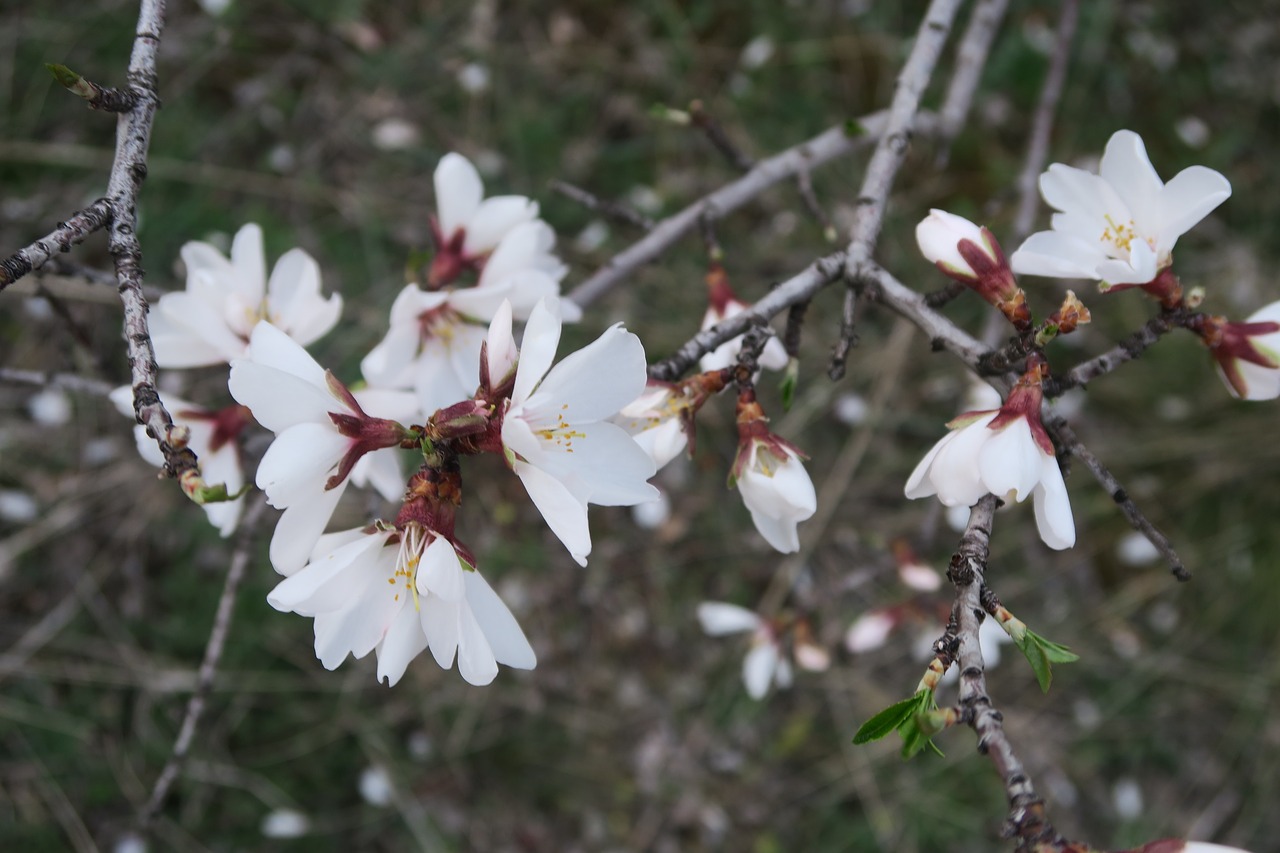 flower nature tree free photo