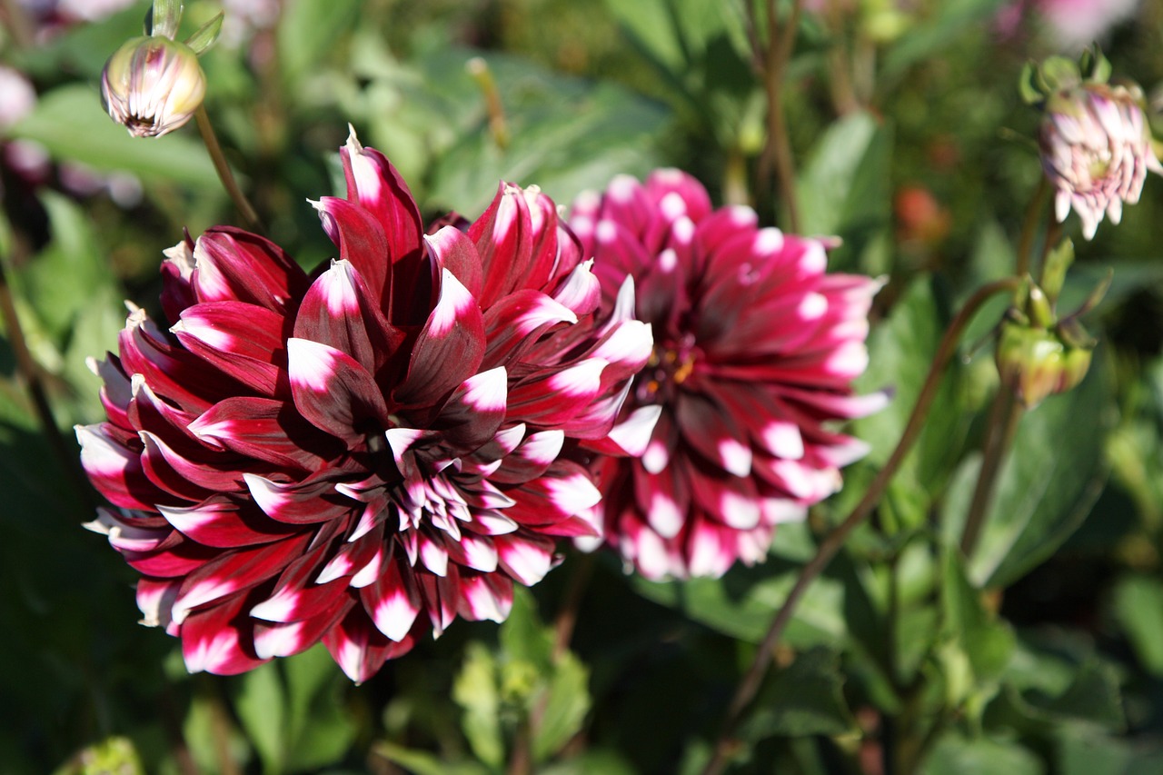 flower nature dahlia free photo