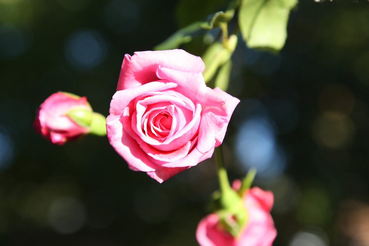 flower rose pink free photo