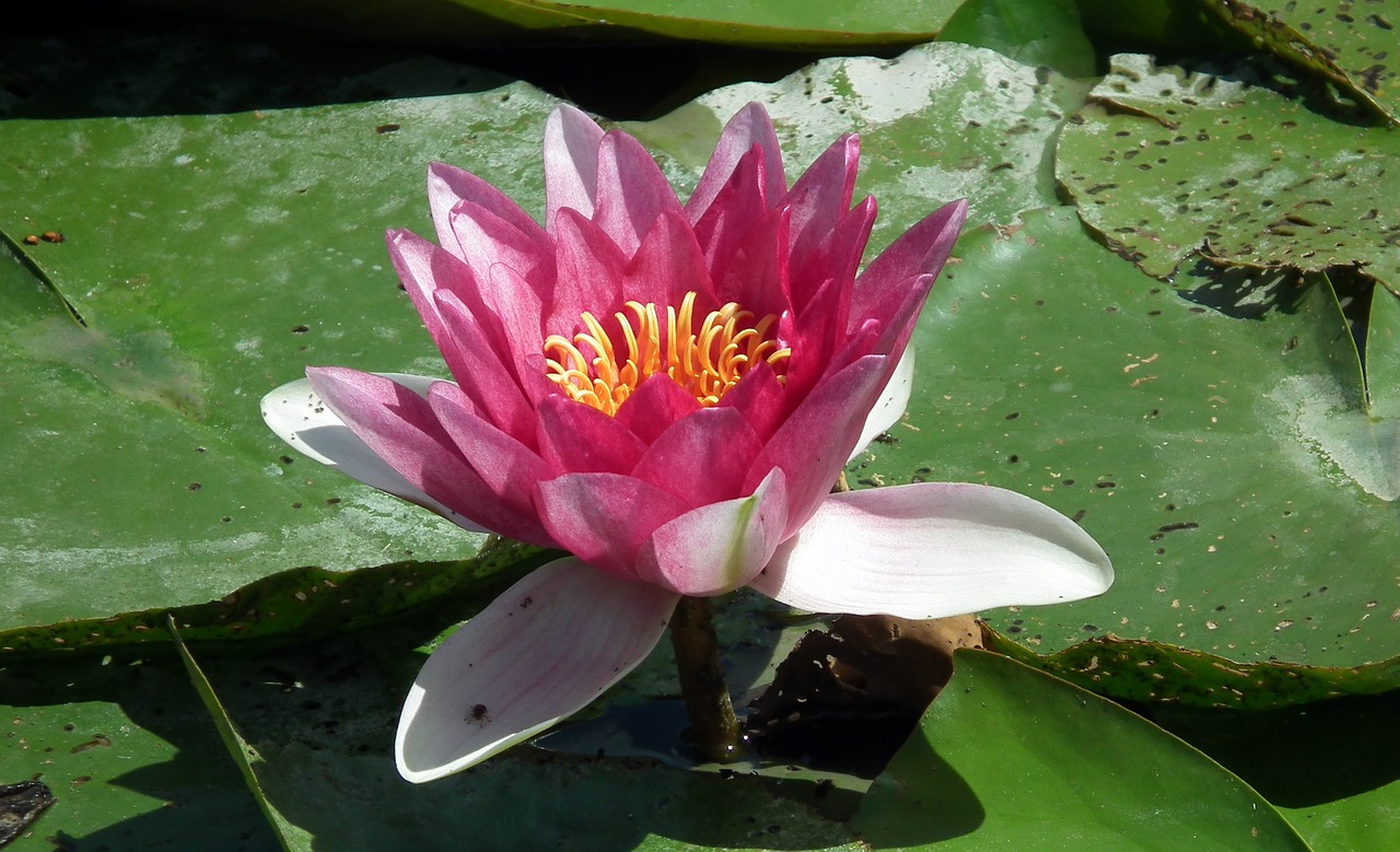flower water lily pond free photo
