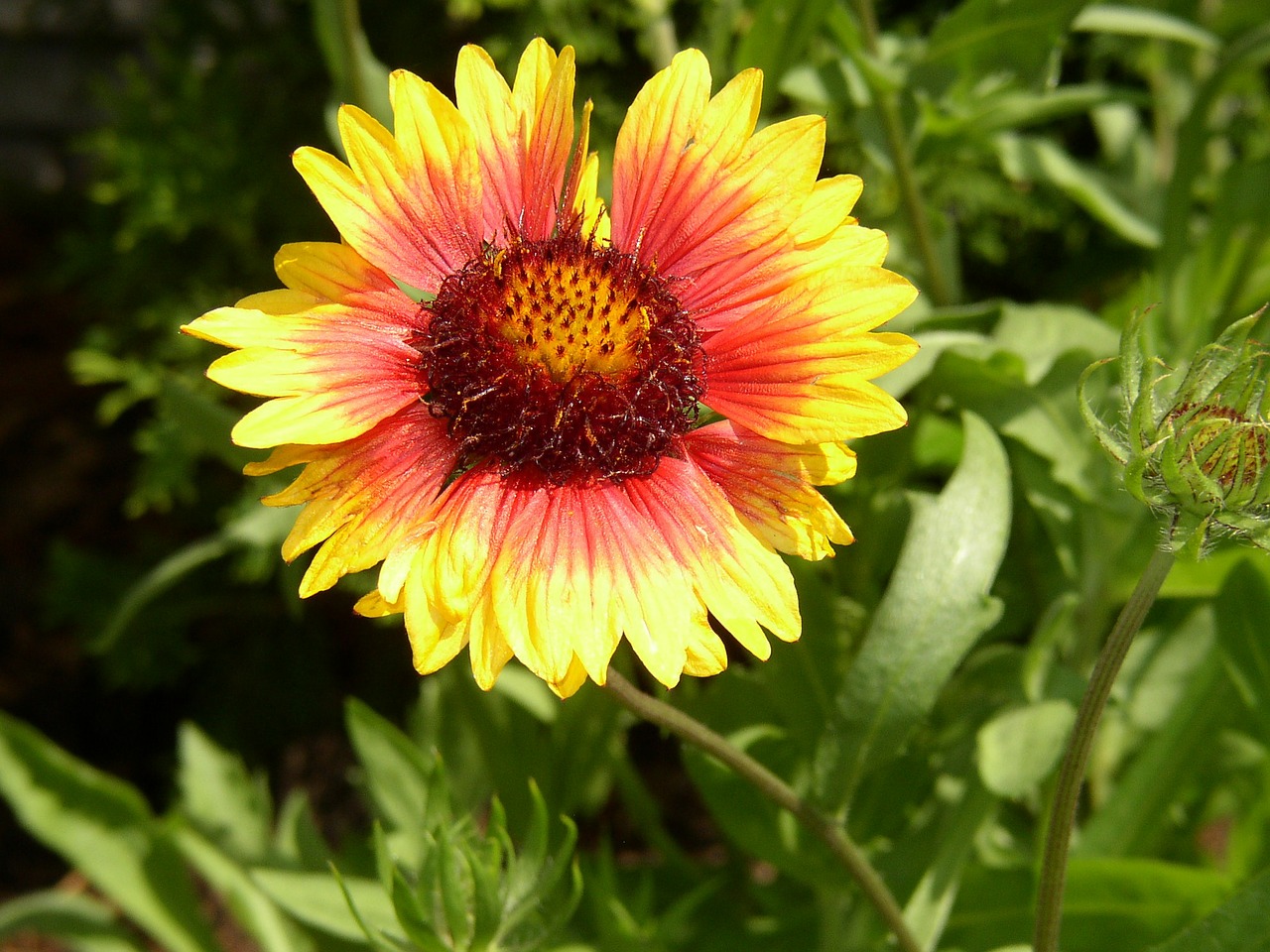 flower yellow summer free photo