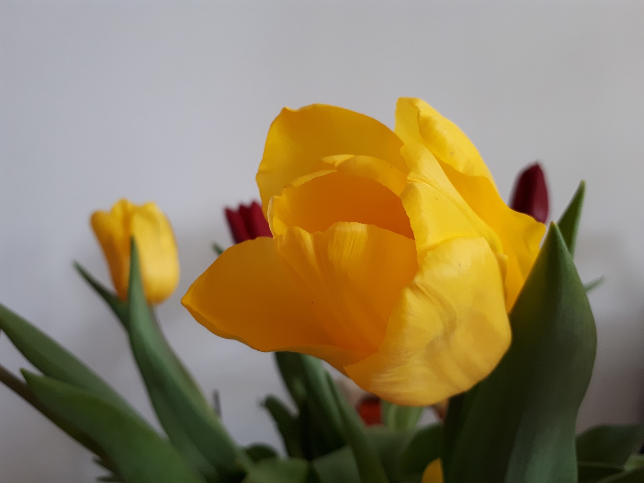 flower tulip nature free photo