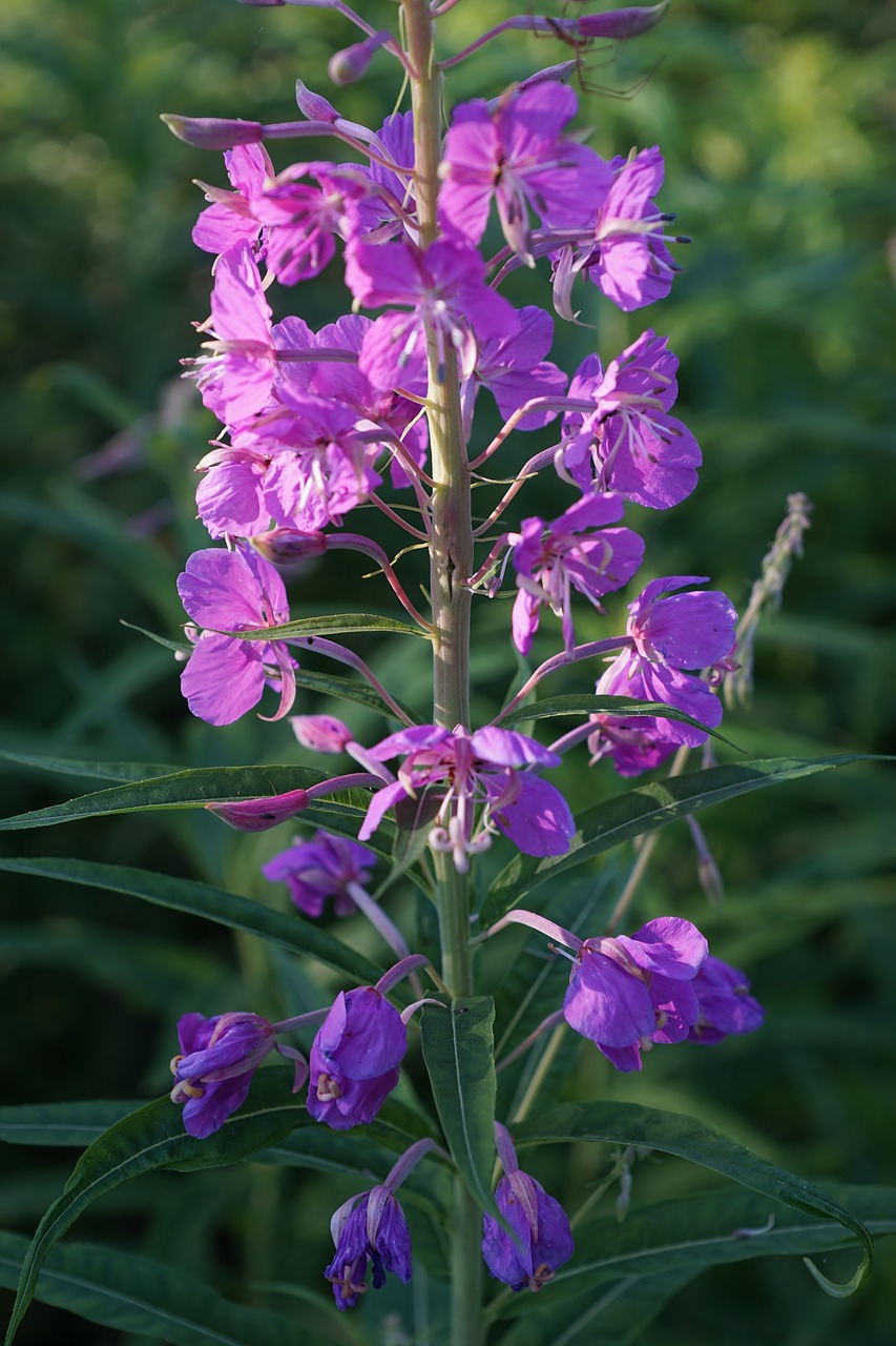 flower nature plant free photo