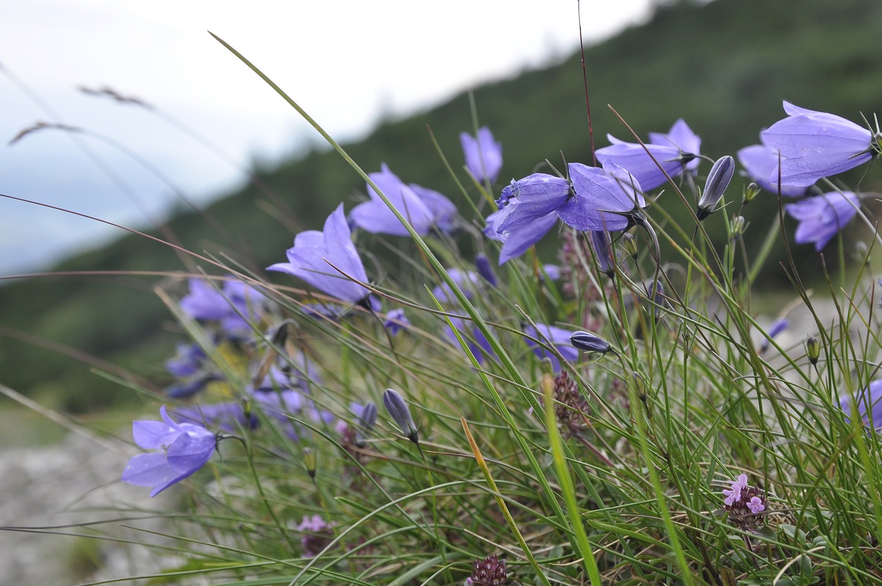 flower nature plant free photo