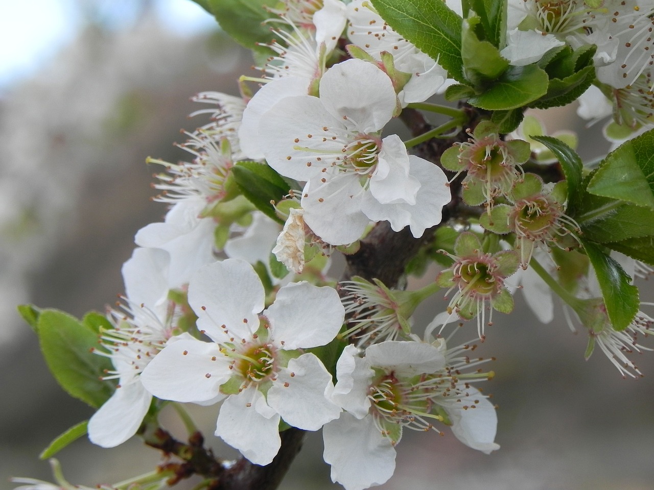 flower nature plant free photo