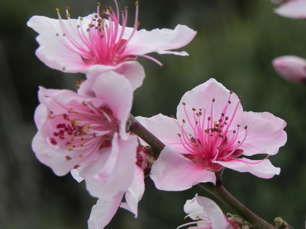 flower nature plant free photo