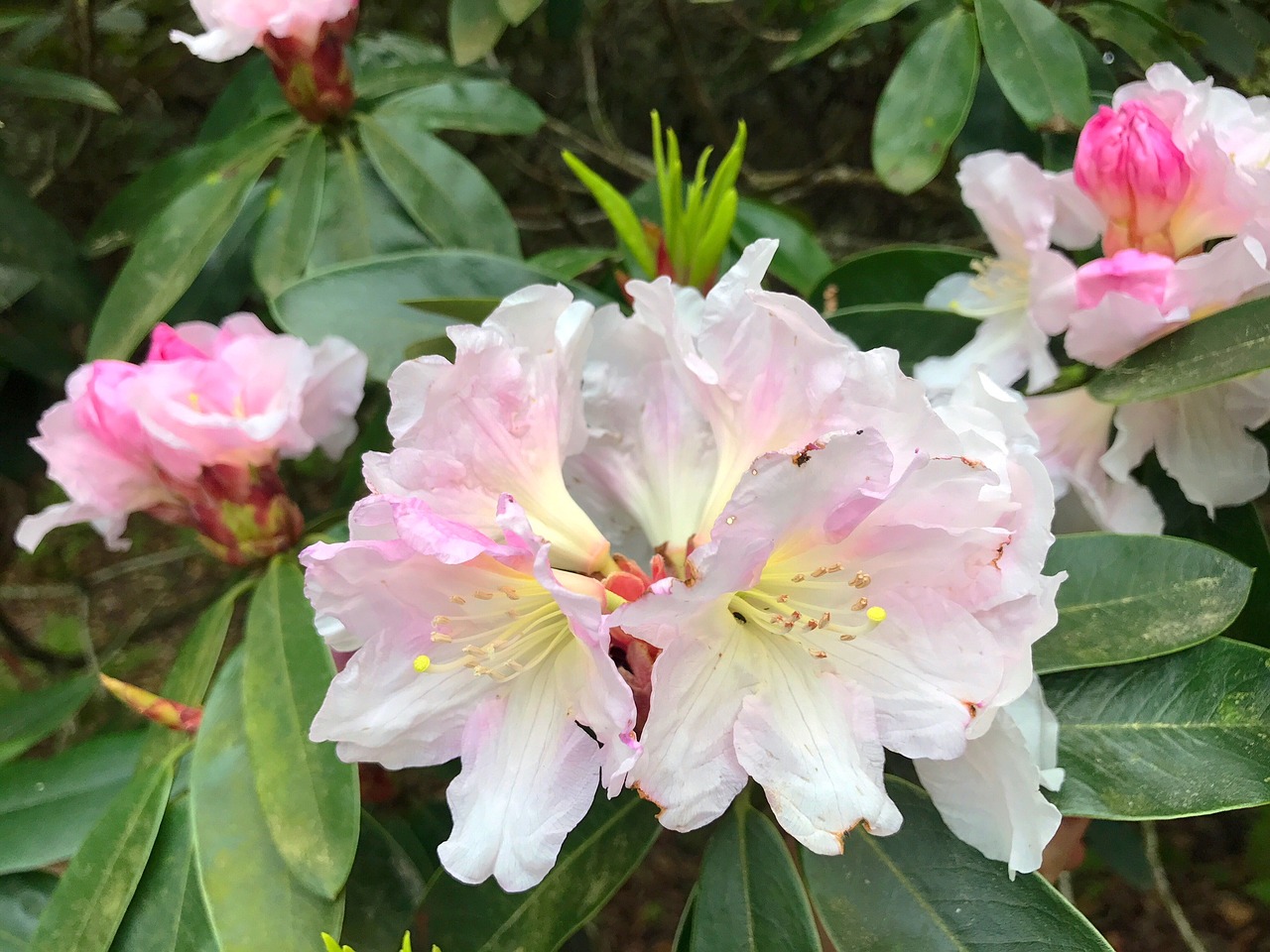 flower plant garden free photo