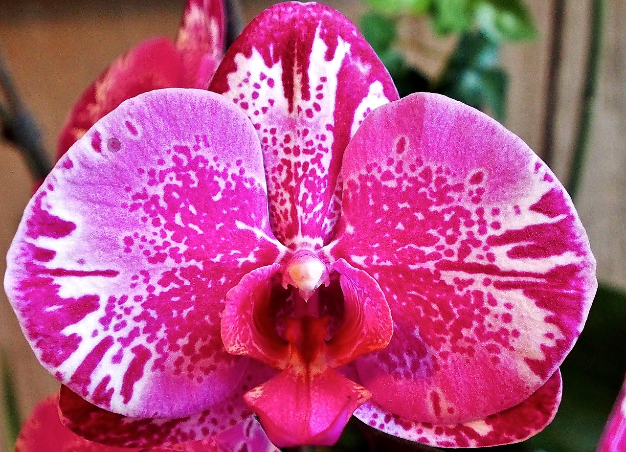 flower orchid pink free photo