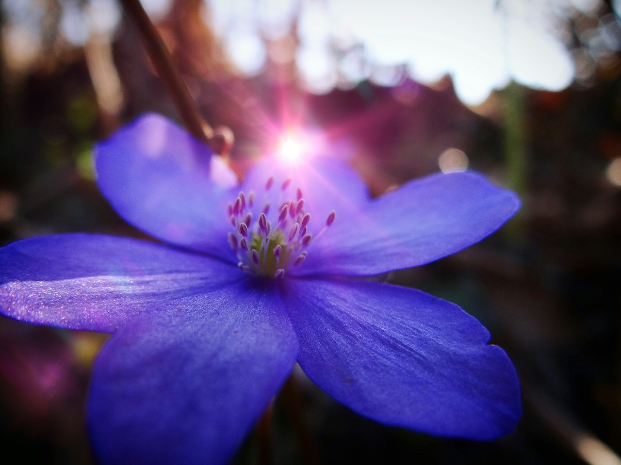 flower nature summer free photo