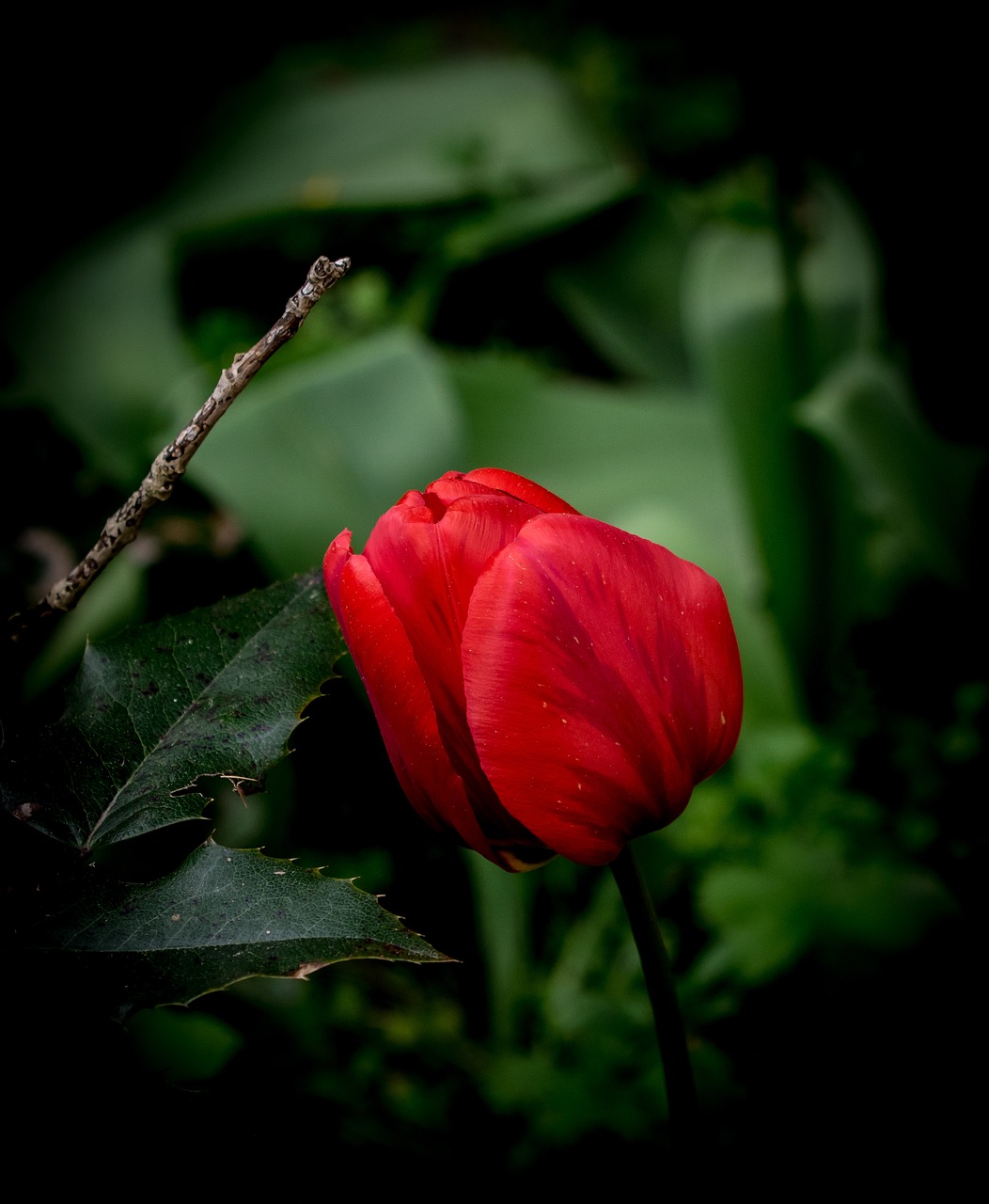 flower tulip plant free photo