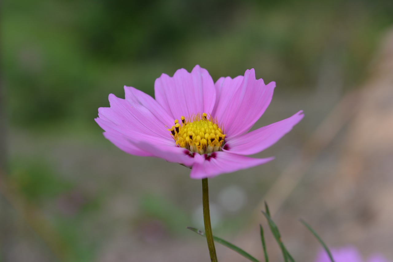 flower thailand tusks free photo