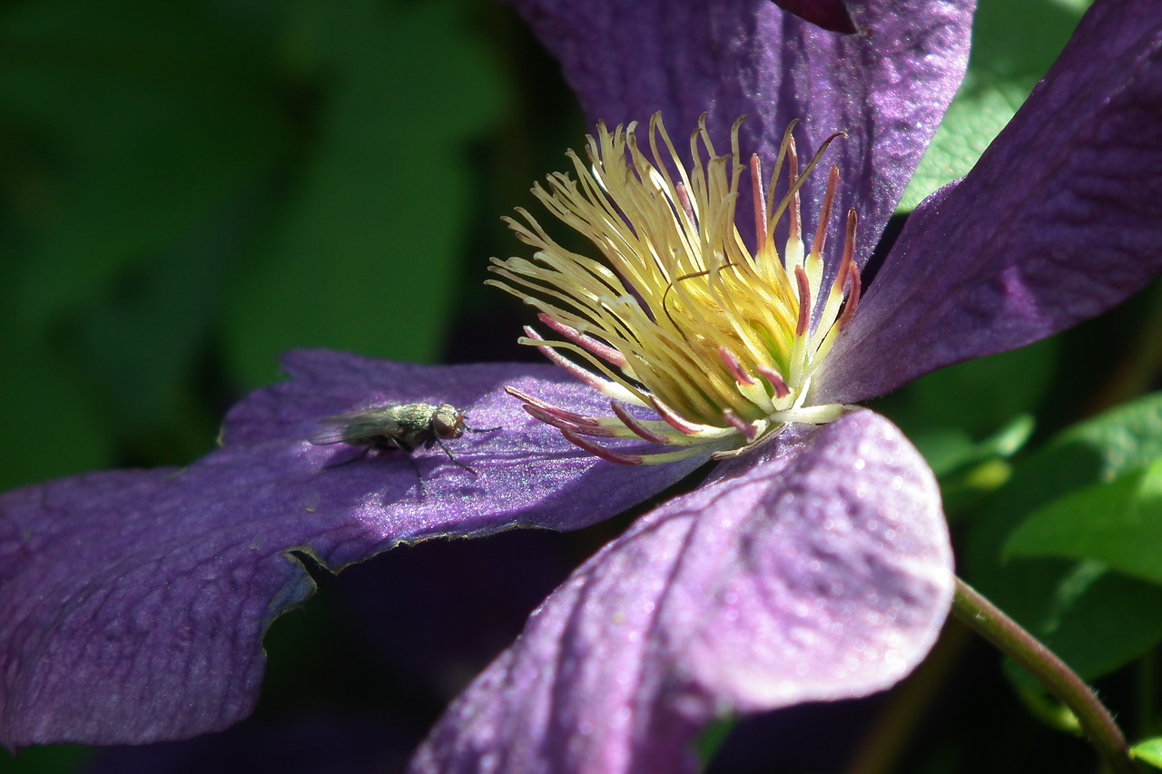 flower clematis blue free photo