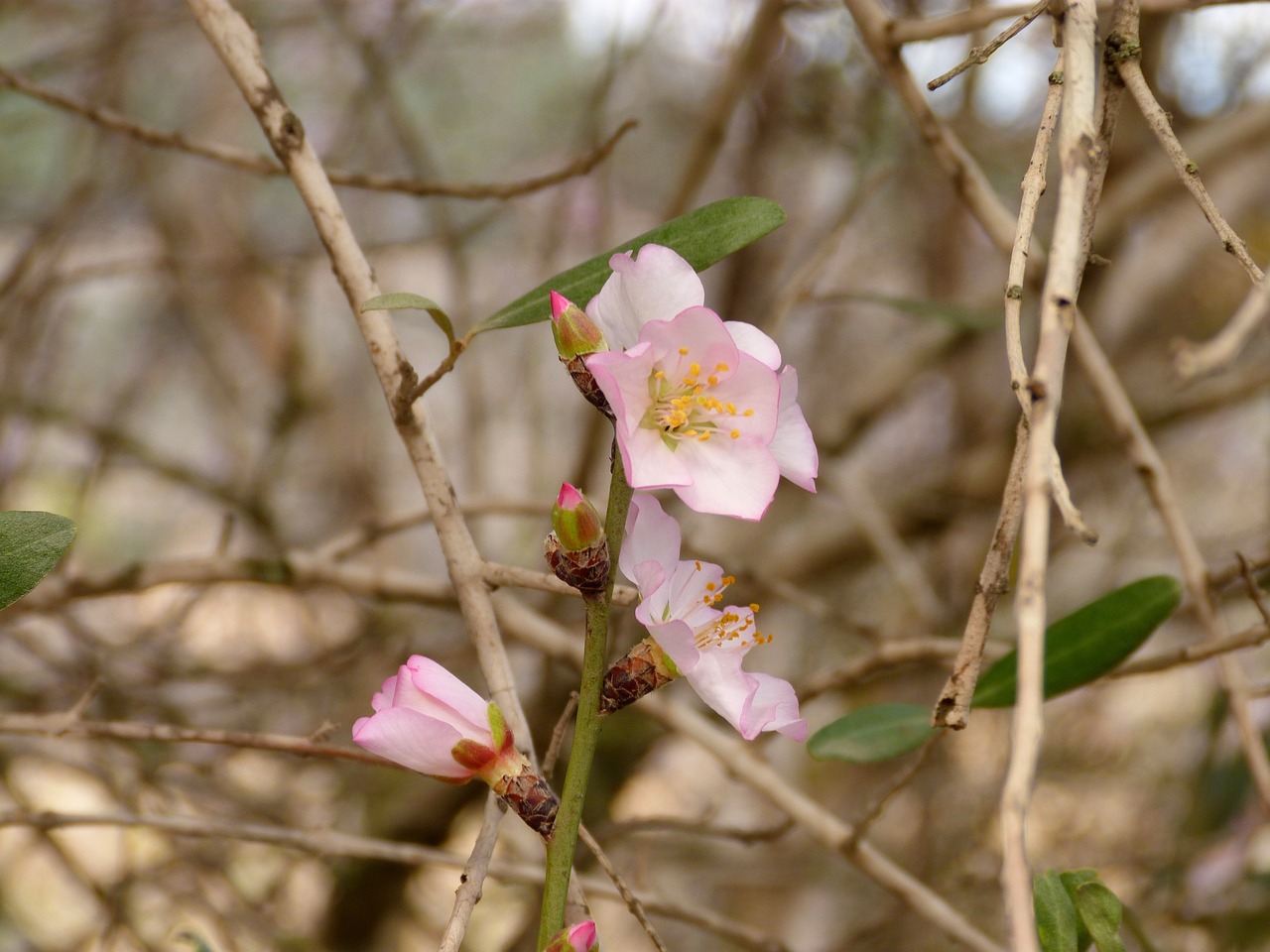 flower plant nature free photo