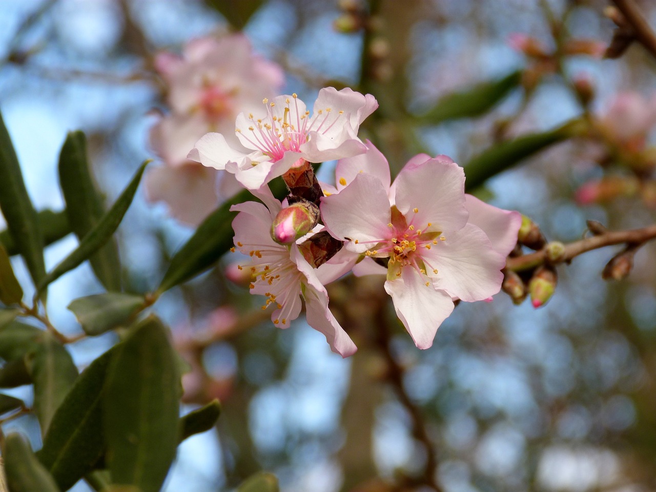 flower branch plant free photo