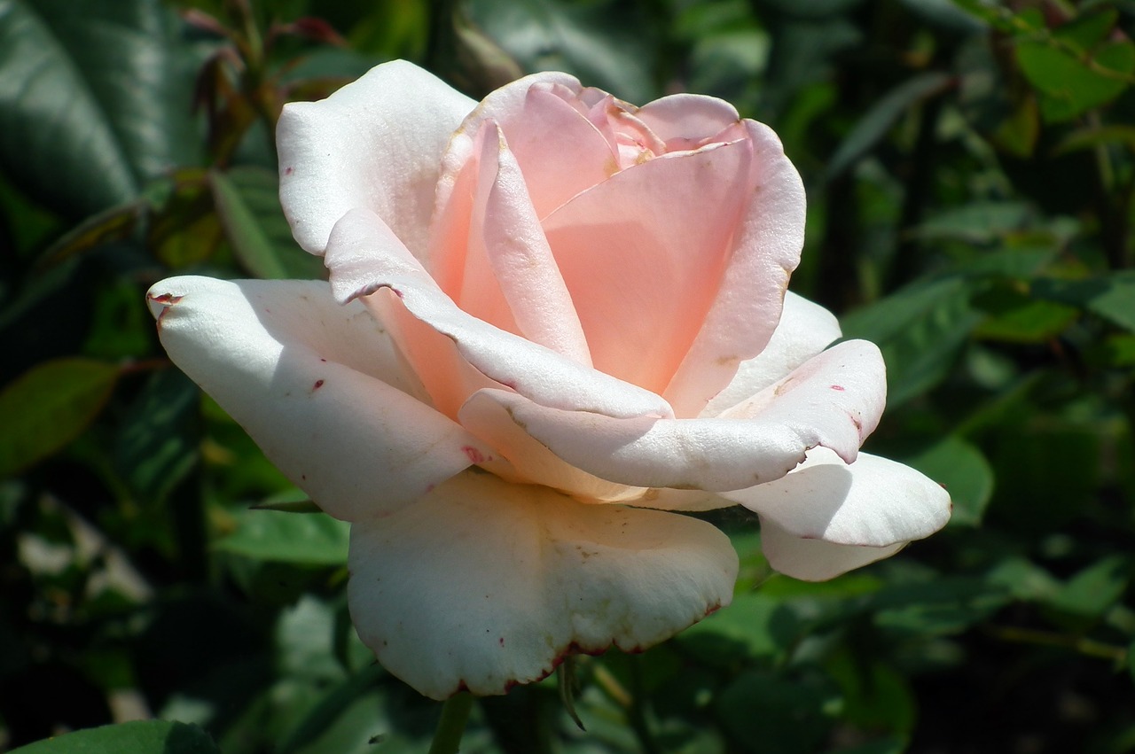 flower rose pink free photo