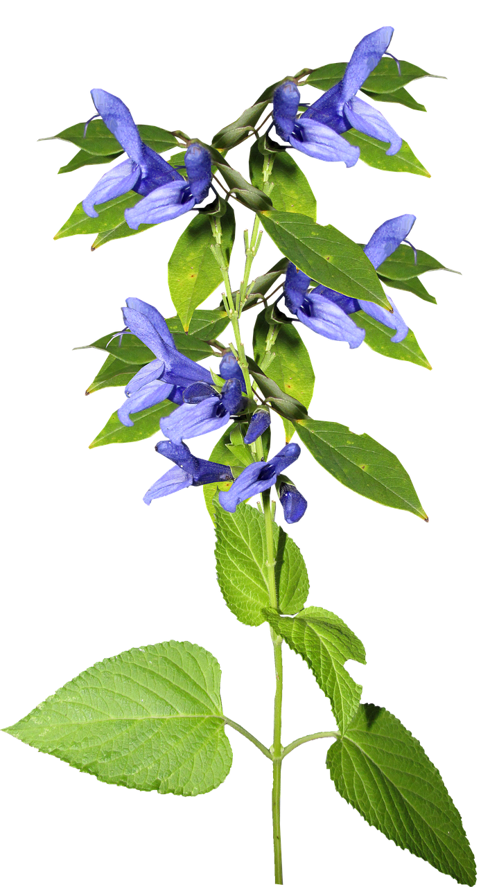 flower blue stem free photo