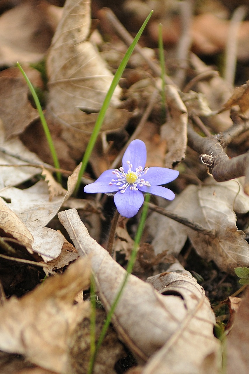 flower wild nature free photo