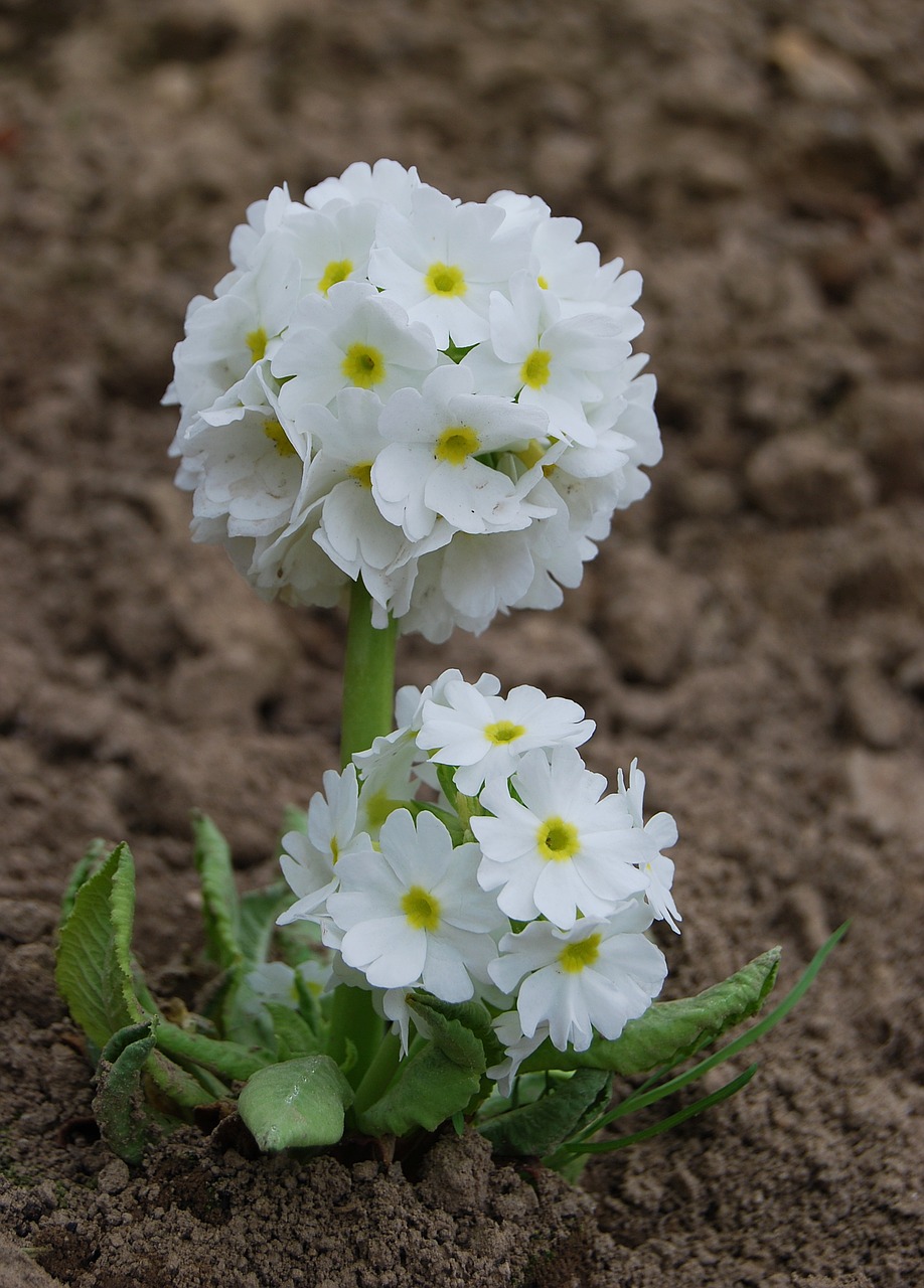 flower nature plant free photo