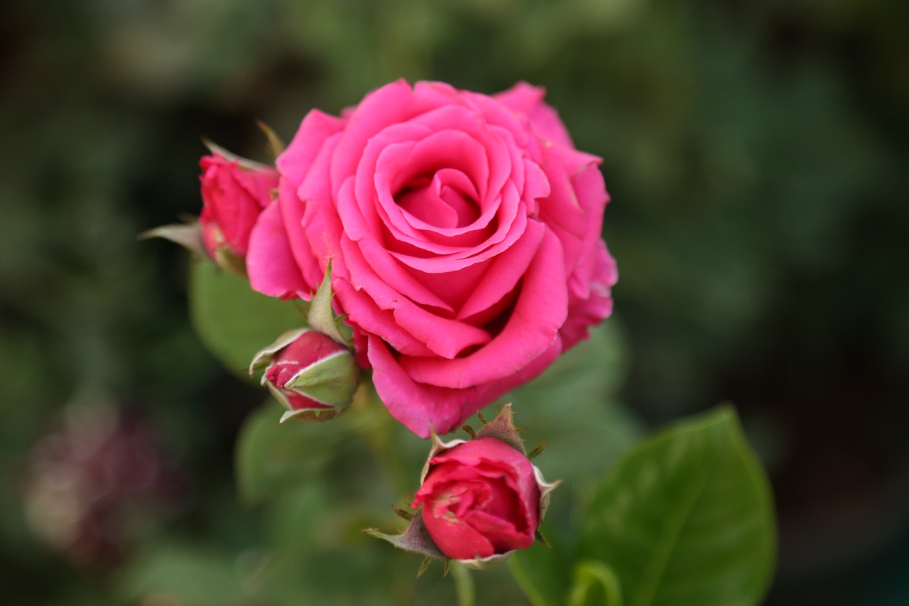 flower rose nature free photo