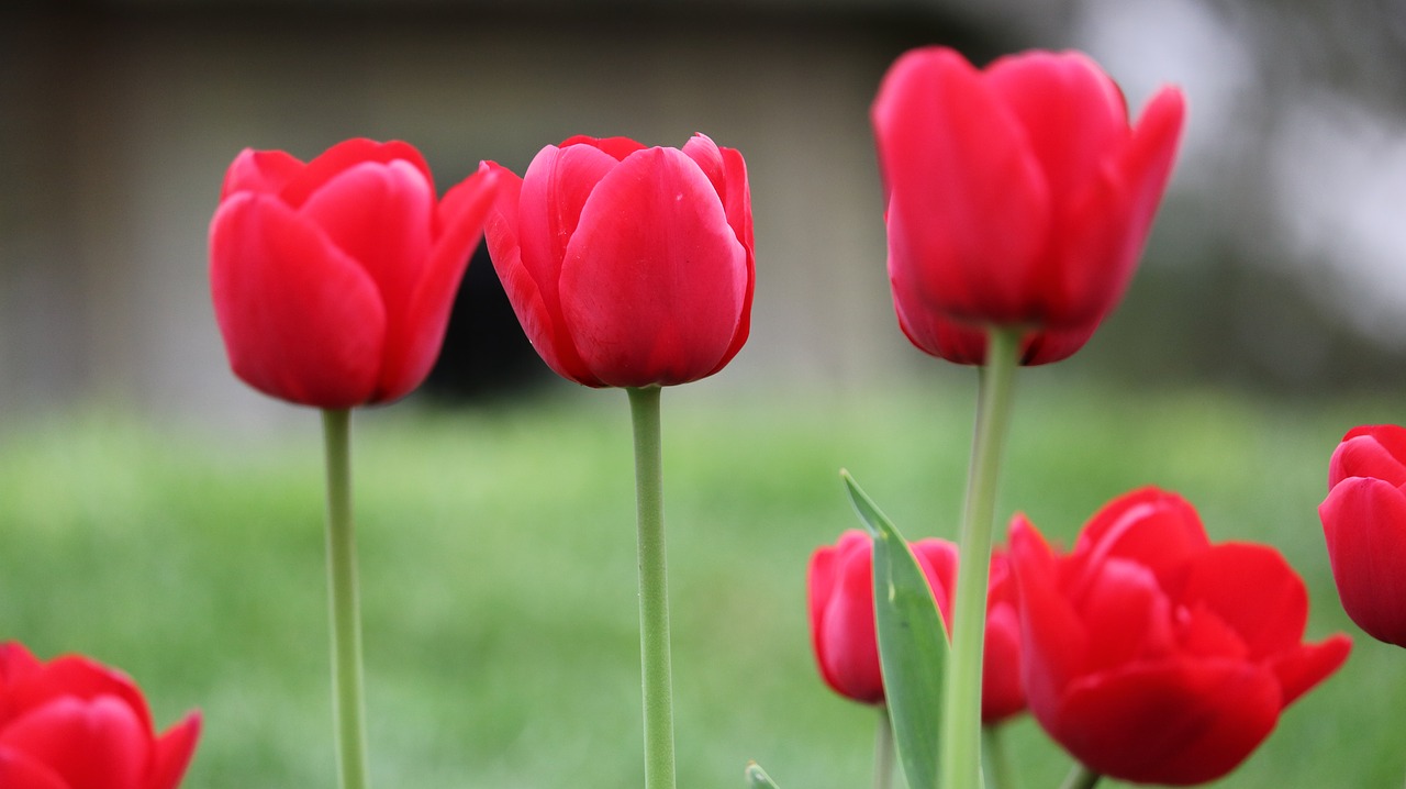 flower nature tulip free photo