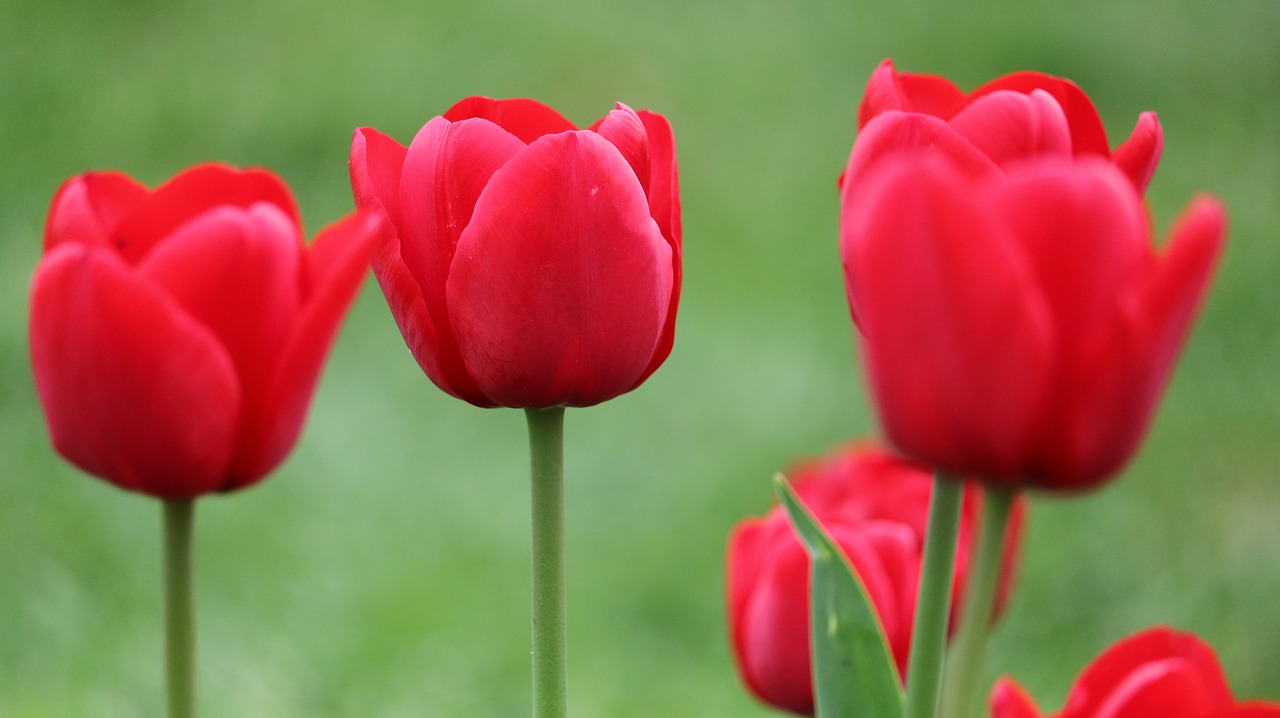 flower nature tulip free photo