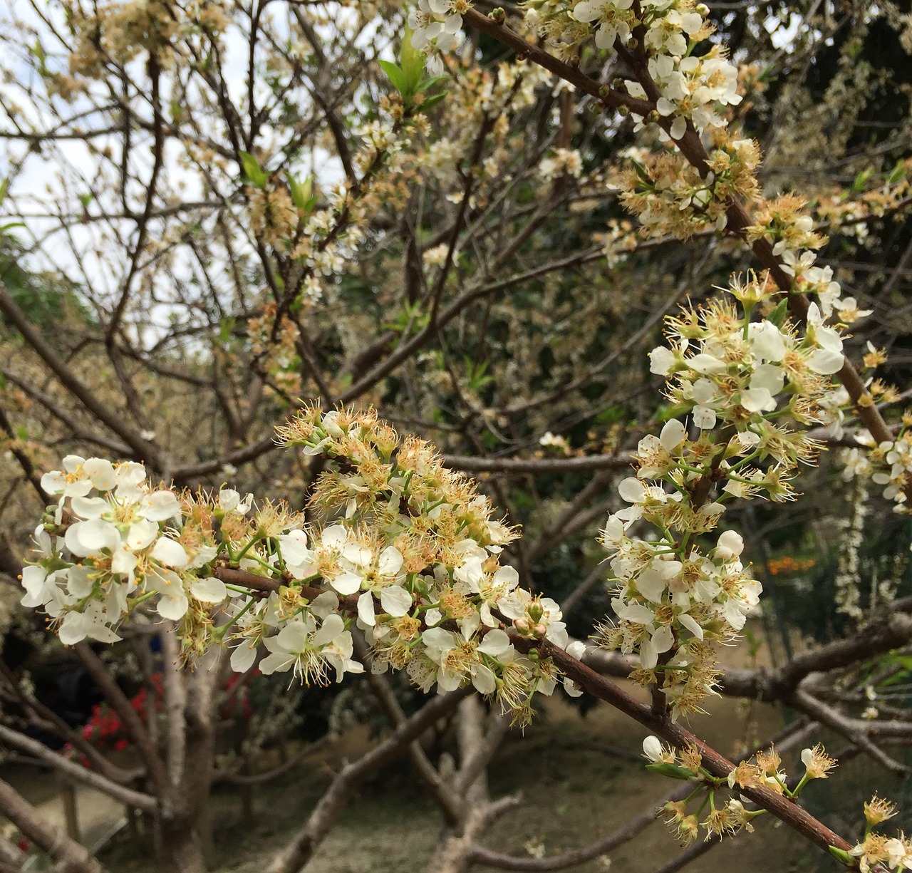 flower tree branch free photo