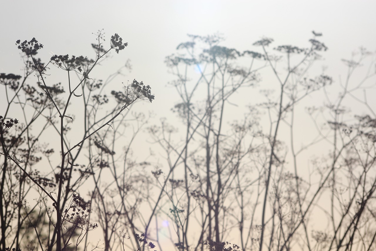 flower sunlight nature free photo