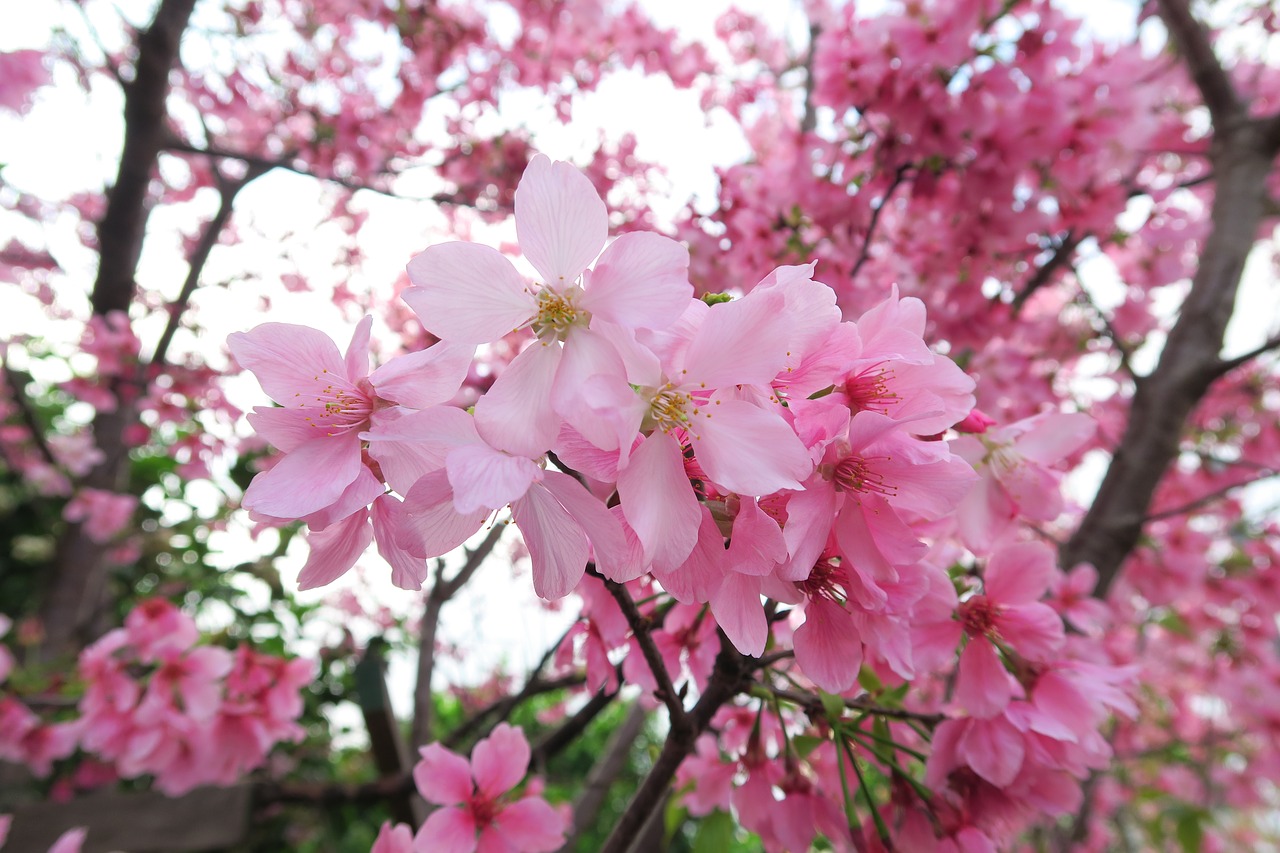 flower cherry wood branch free photo