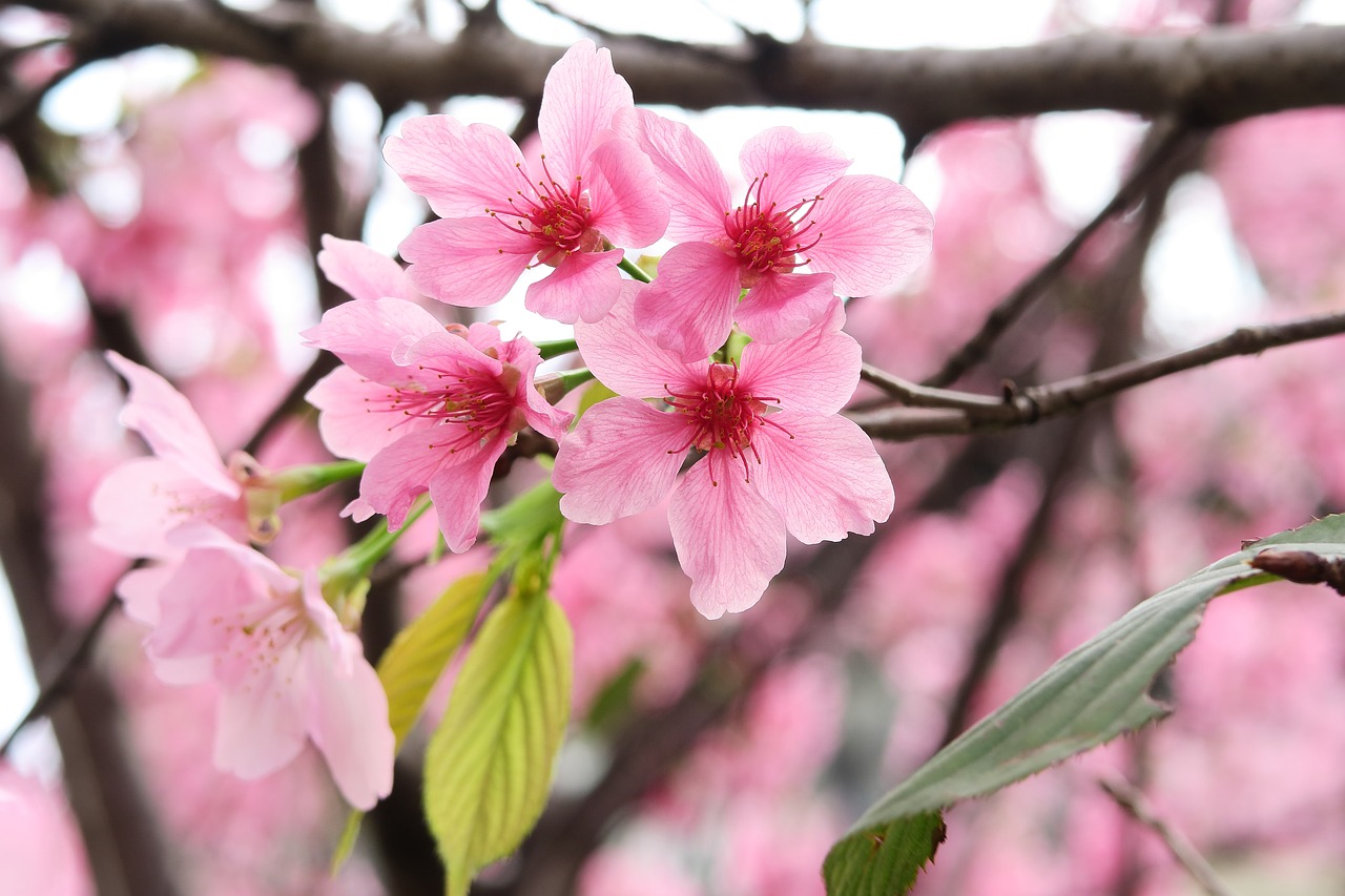 flower branch nature free photo