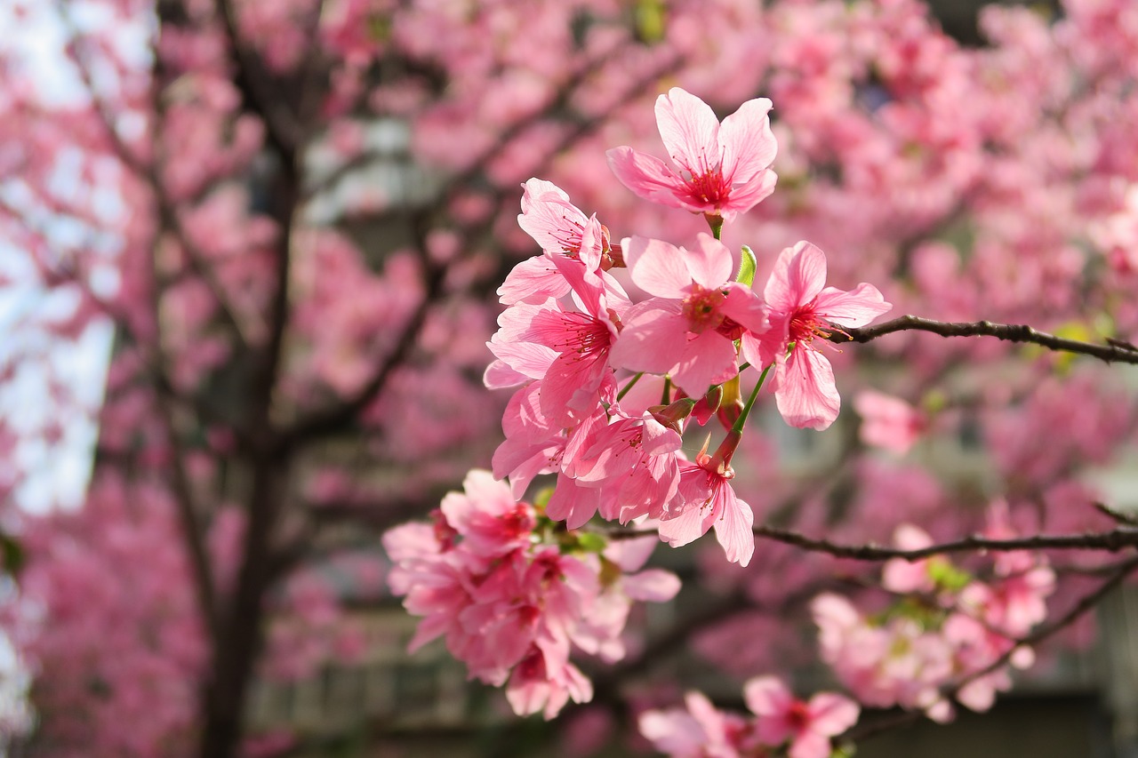 flower cherry wood branch free photo