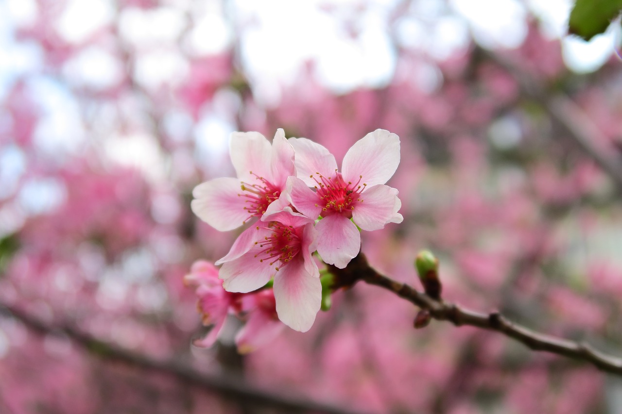 flower branch cherry wood free photo