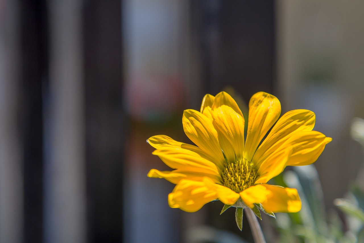 flower orange summer free photo