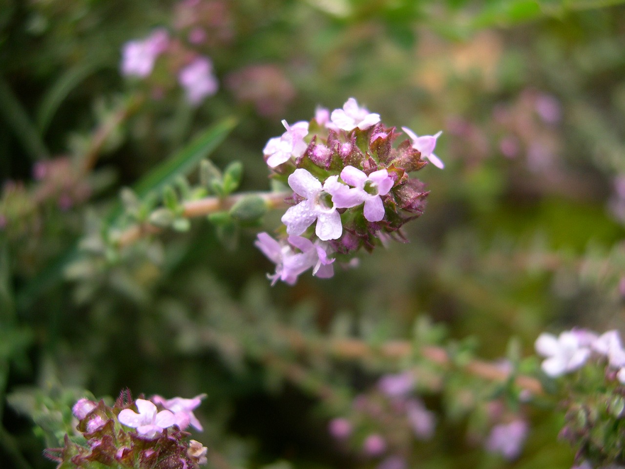 flower nature plant free photo