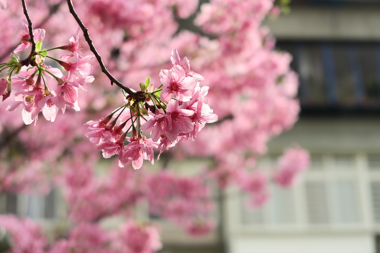 flower plant nature free photo