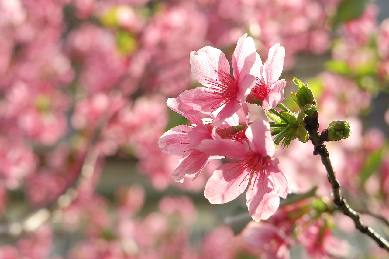 flower plant nature free photo