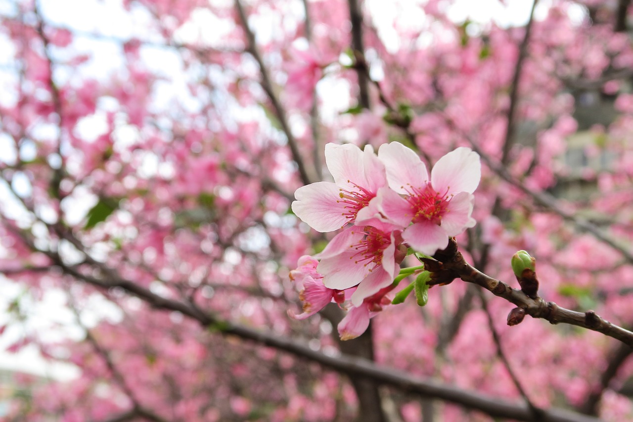 flower cherry wood branch free photo