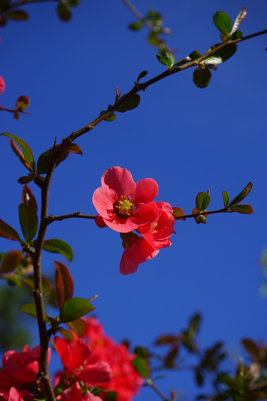 blossom bloom red free photo