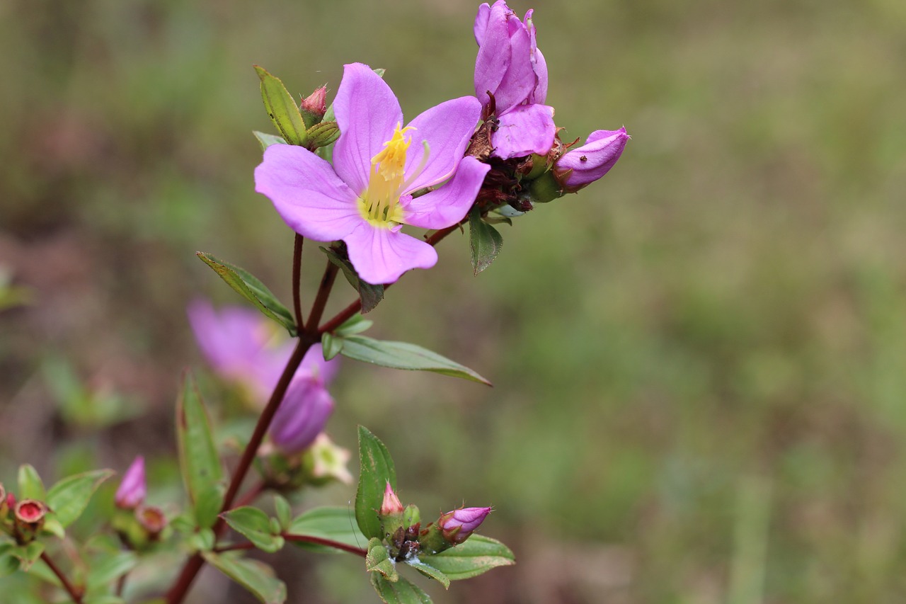 flower nature flora free photo