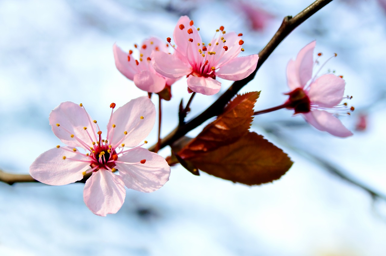 flower nature cherry free photo