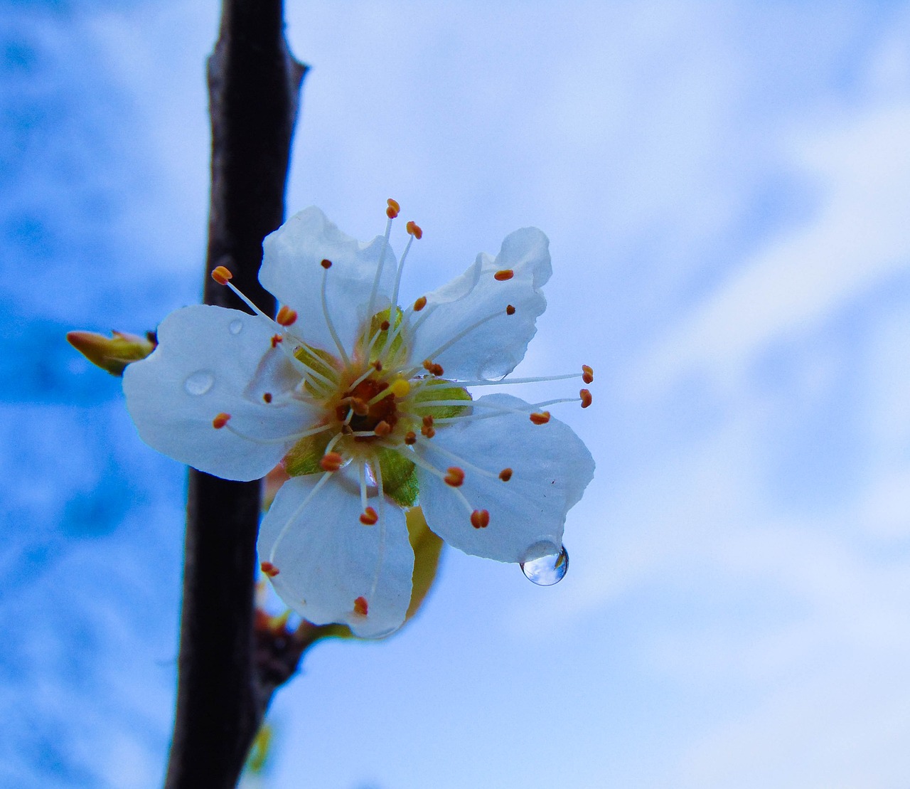 flower tree branch free photo